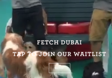 Fetch Dubai