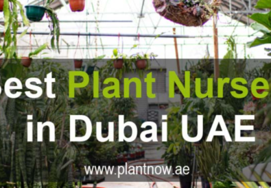 PlantNow.ae