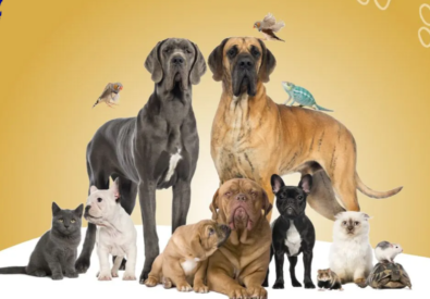 Pet Sitter Dubai